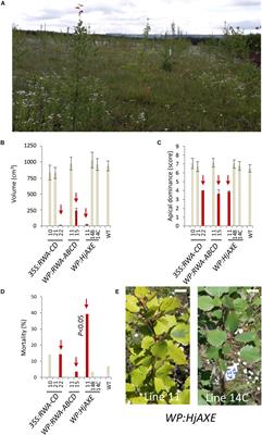Cell Wall Acetylation in Hybrid Aspen Affects Field Performance, Foliar Phenolic Composition and Resistance to Biological Stress Factors in a Construct-Dependent Fashion